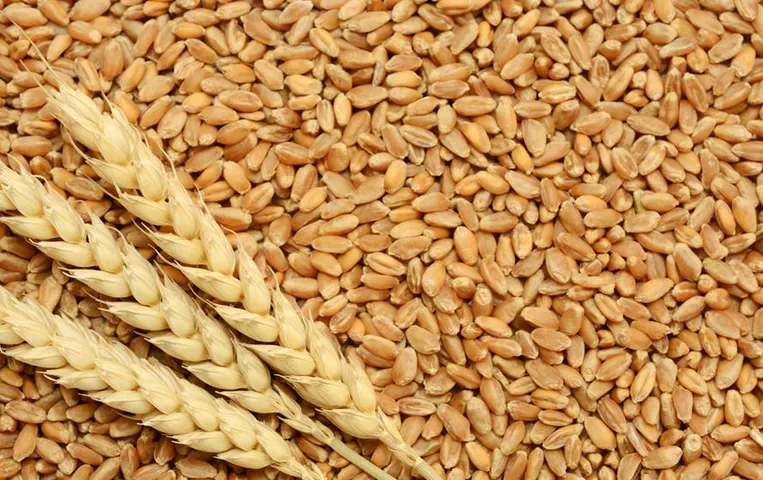 Wheat Export: भारत दूर करेगा भूटान का खाद्य संकट, सरकार ने आवंटन के लिए निर्यातकों से मांगे आवेदन