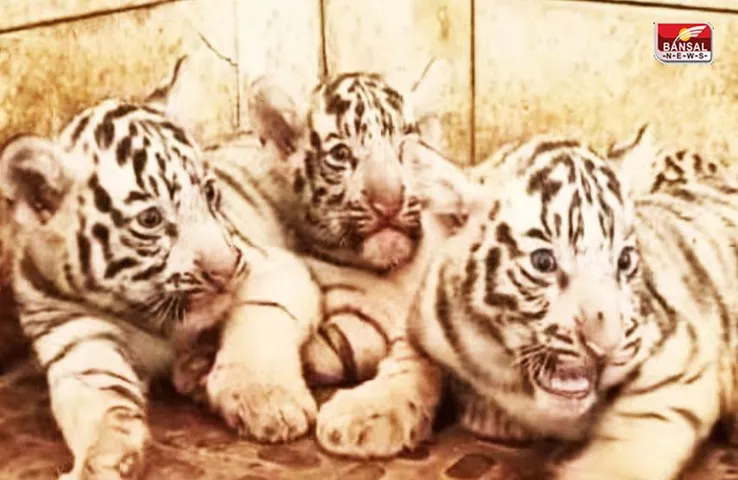 Chhattisgarh: तीन सफेद बाघ के शावकों ने बढ़ाई मैत्री बाग चिड़ियाघर की रौनक, जानें कब से देख सकेंगे