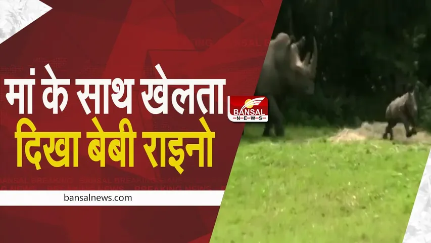 World Rhino Day 2022: मां के साथ खेलता दिखा बेबी राइनो, देखें क्यूट मोमेंट