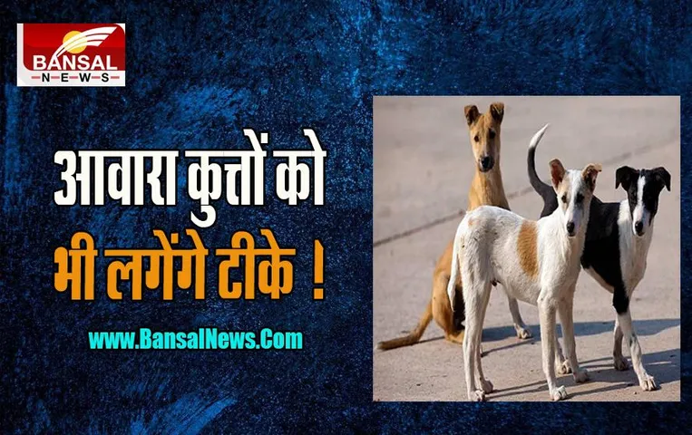 Stray Dogs Vaccination: अब आवारा कुत्तों को भी लगेंगे टीके ! 12 से अधिक आवारा कुत्ते मिले थे मृत