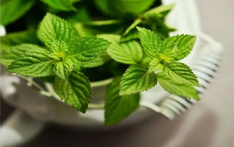 अब अपने घर की बालकनी में उगाएं ग्रीन टी, कुछ ही दिनों में पौधा हो जाएगा तैयार, जानिए पूरी प्रोसस