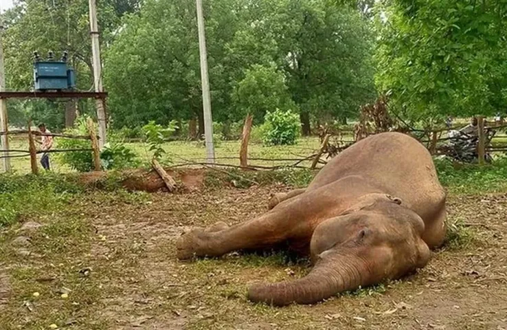 India's Oldest Elephant: 89 वर्ष की उम्र में हाथी बिजुली प्रसाद का निधन, शाही जीवन जी रहा था हाथी