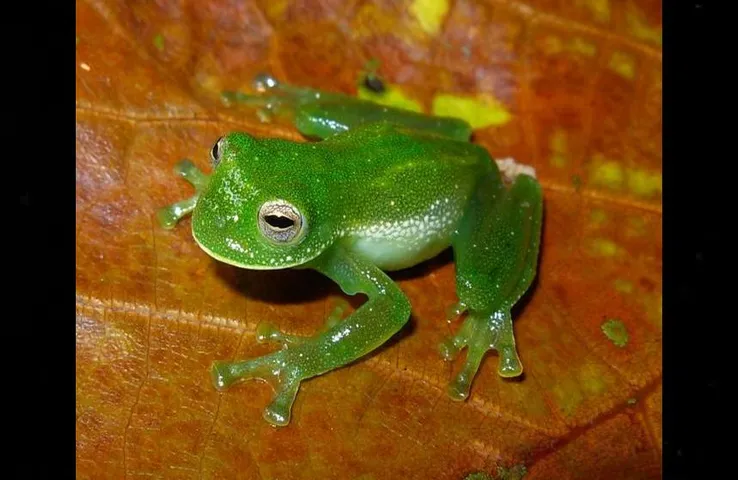 Glass Frog: क्या आपने देखा है शीशे की तरह पारदर्शी मेढक, गिरगिट की तरह रंग बदलने में होता है माहिर