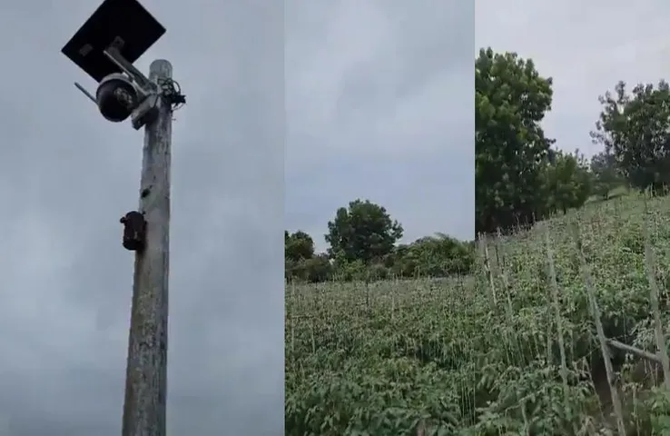 Maharashtra Tomato CCTV:  टमाटर की ऐसी रखवाली देखी क्या, खेत में किसान ने लगाया सीसीटीवी कैमरा