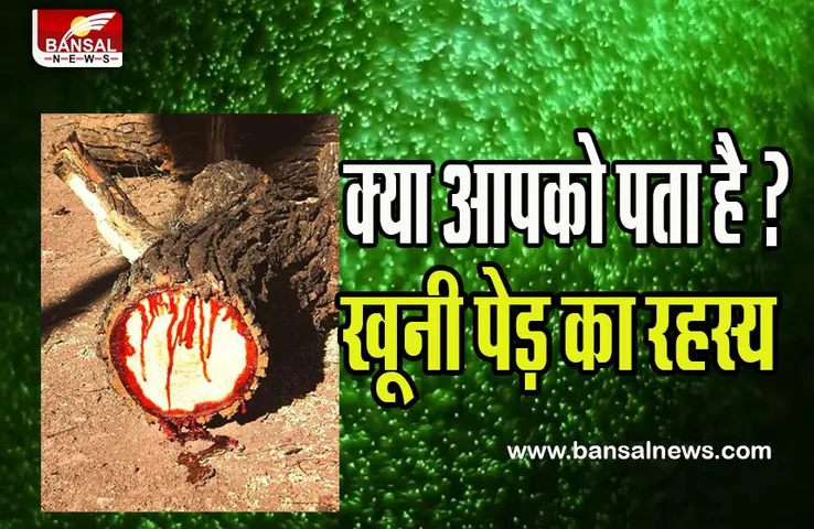 Bloodwood Tree: क्या आपने देखा खून वाला पेड़ ? काटने पर निकलता है इंसानों जैसा लाल खून, आइए जानते है रहस्य
