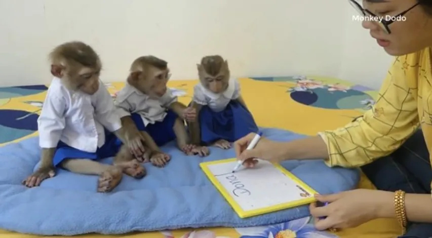 Viral Video: पढ़ाई करते दिखे बंदर, स्कूल भी जाते है, देखें वीडियो