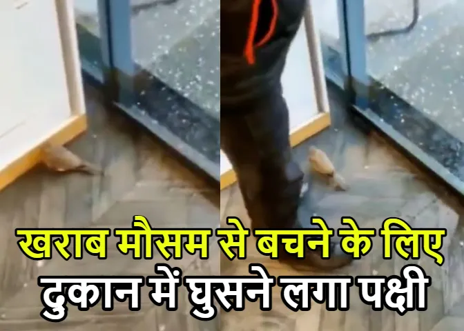 Viral Video 2023: भारी बारिश के बीच दुकान में घुसने लगा पक्षी..! वीडियो हुआ वायरल