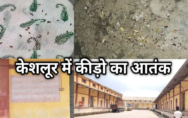 Bastar News: छत्‍तीसगढ़ के इस गांव में कीड़ों ने लोगों का किया जीना हराम, दहशत में है पूरा गांव