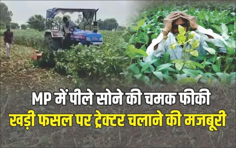 MP-Soybean-Rate-Low-Issue