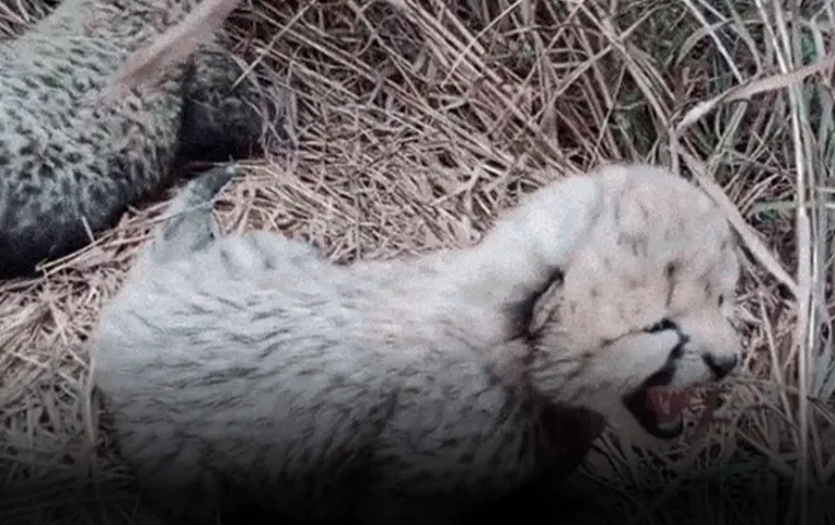 Kuno National Park: मादा चीता गामिनी के पांच में से एक शावक की मौत, 19 जुलाई को घायल अवस्था में मिला