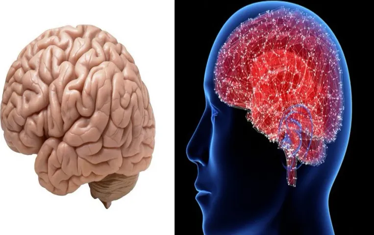 World Brain Day 2024: जानिए क्यों मनाया जाता है विश्व मस्तिष्क दिवस, इंसान अपने दिमाग का कितना फीसदी करता है उपयोग