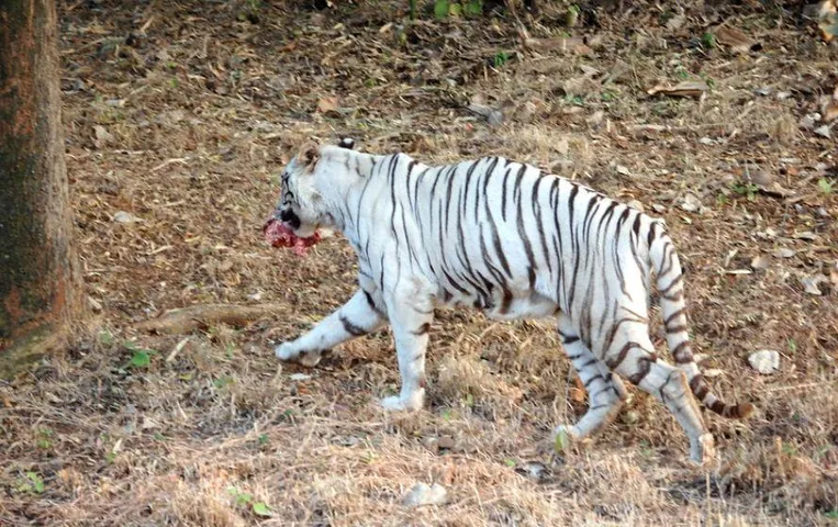 वन विहार भोपाल की अकेली वाइट टाइग्रेस की मौत: 2 दिन से रिद्धि नहीं खा रही थी खाना, 11 साल पहले इंदौर से लाई गई थी