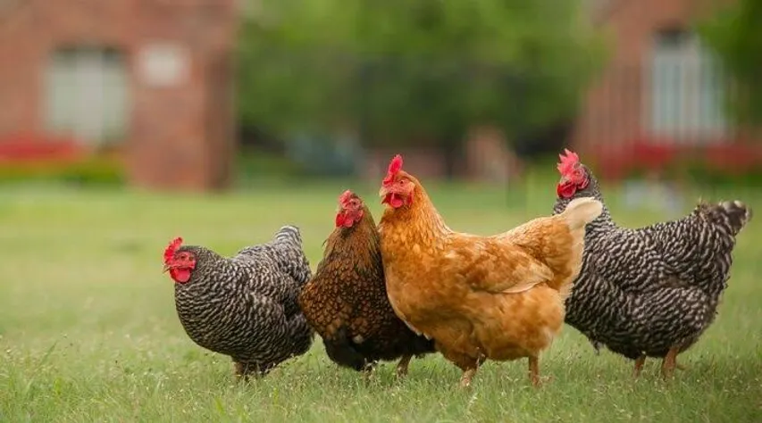 First case of Avian Influenza confirmed in Jackson County