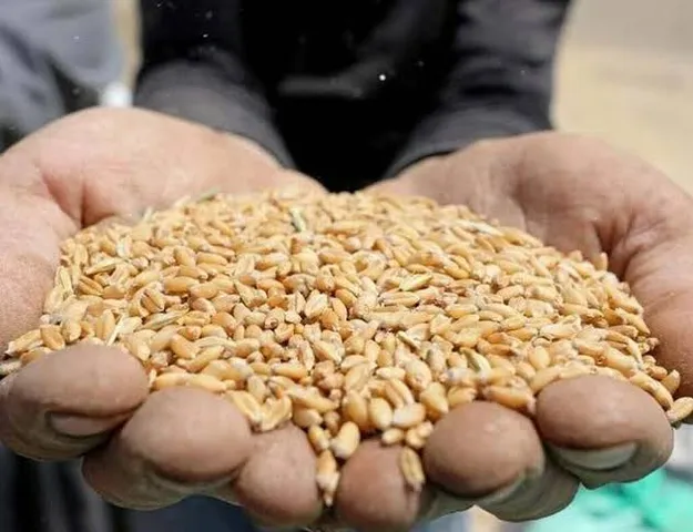 Australia raises wheat production forecast by 60,000 tons
