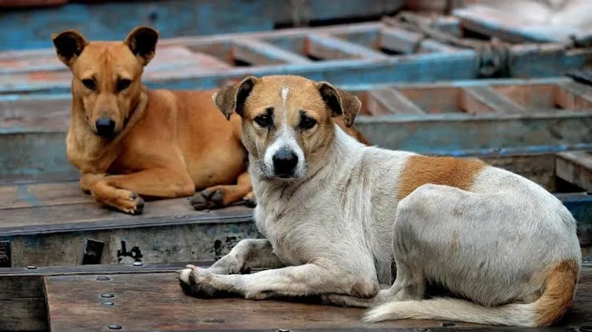 Thane civic body to vaccinate 10,000 stray dogs in campaign to tackle rabies