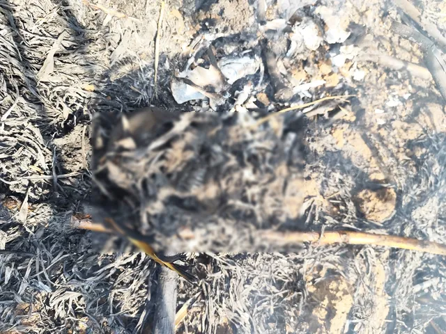 Bharuch: Burnt human skeleton found in sugarcane field near Karad Village