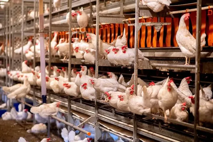 Centre puts all poultry farms on watch amid bird flu spread