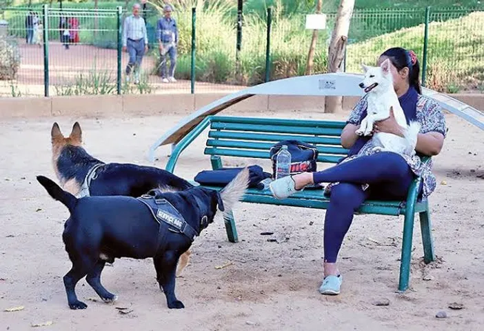 AMC hikes pet dog registration charge from ₹200 to ₹500