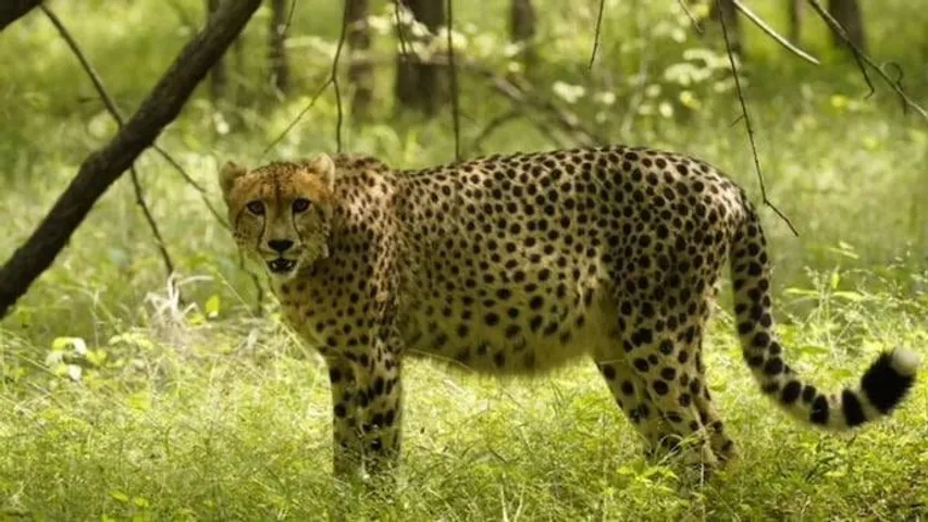 Namibian cheetah, 8, dies in Kuno National Park week after getting injured