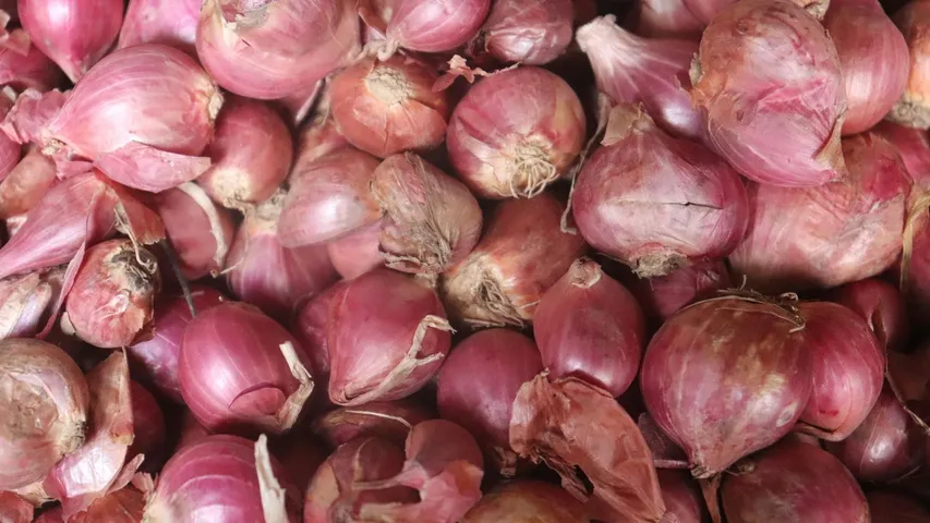 Prices of onions drop drastically due to unseasonal rains, farmers in distress