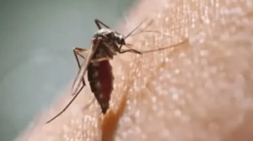 BMC launches ‘Bhag Machchar Bhag’ campaign to combat dengue
