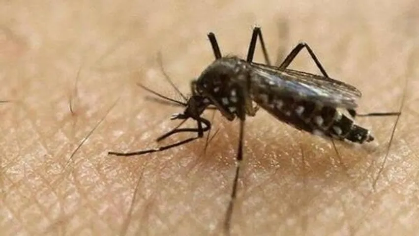 Zika Infection: Maharashtra records a total of 97 cases