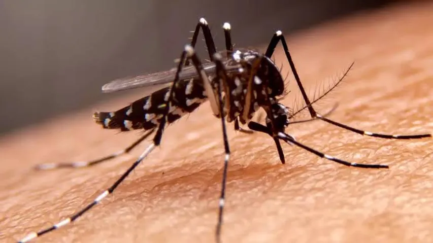 Lucknow reports 39 new dengue cases, 3 of malaria