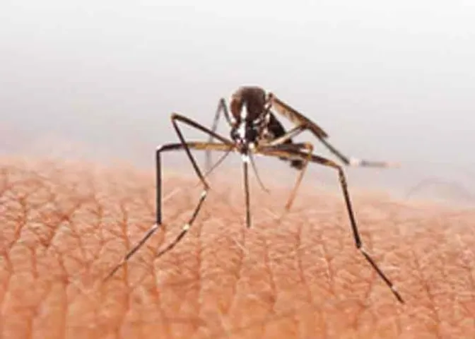 Argentina reports over 527,000 cases of dengue