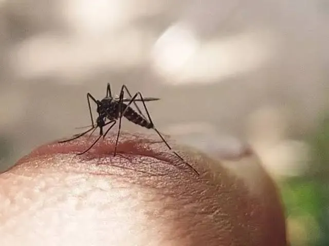Dengue Outbreak in India: With over 1,000 cases reported in 3 weeks,