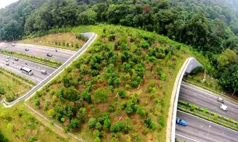 Upcoming Mumbai-Nagpur expressway to feature first flyovers for wildlife in India