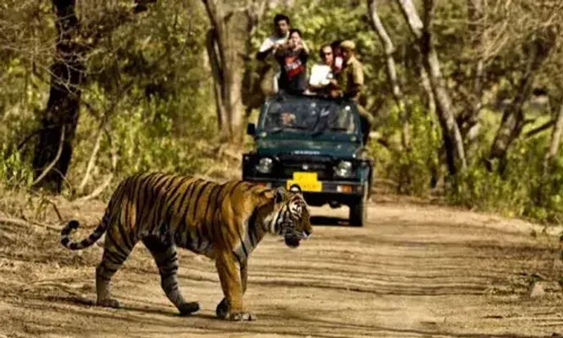 Supreme Court bans tiger safaris in Jim Corbett National Park’s core areas
