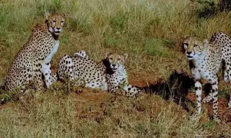 Twelve cheetahs from South Africa arrived at Kuno National Park in Madhya Pradesh