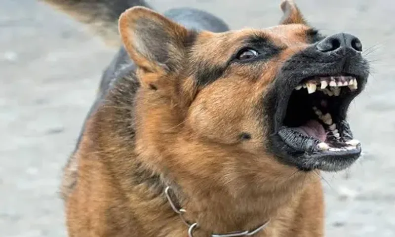 58,668 dog bite cases in Ahmedabad in 2022