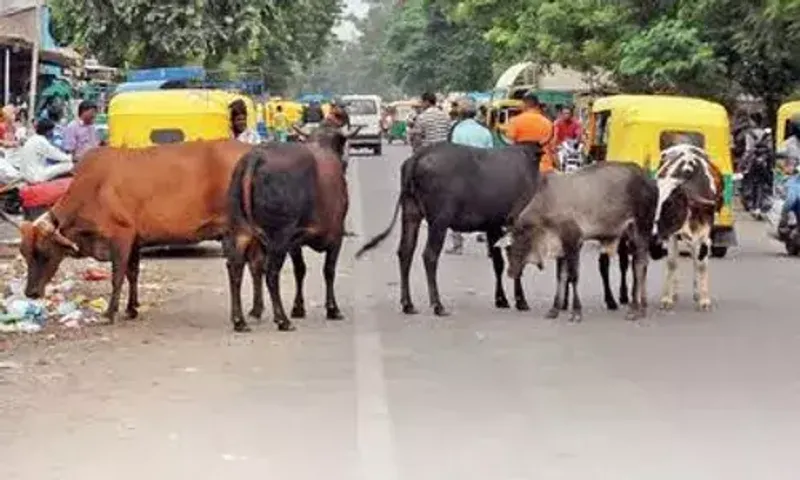 Ahmedabad to have a crematorium for cows