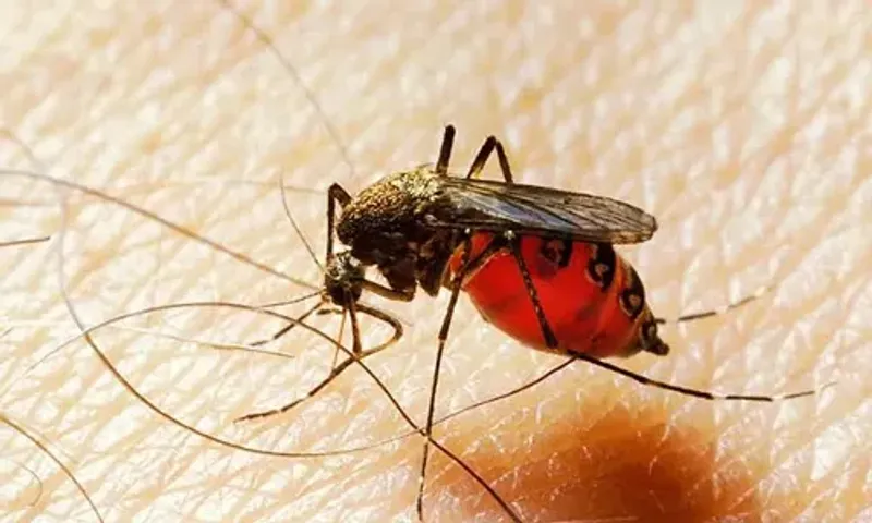 World Malaria Day: India registers over 85 per cent decline in malaria cases from 2015 to 2022