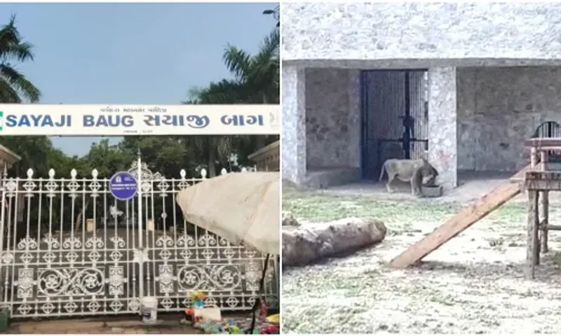 Lioness under treatment inside Sayajibaug Zoo died early morning on Sunday