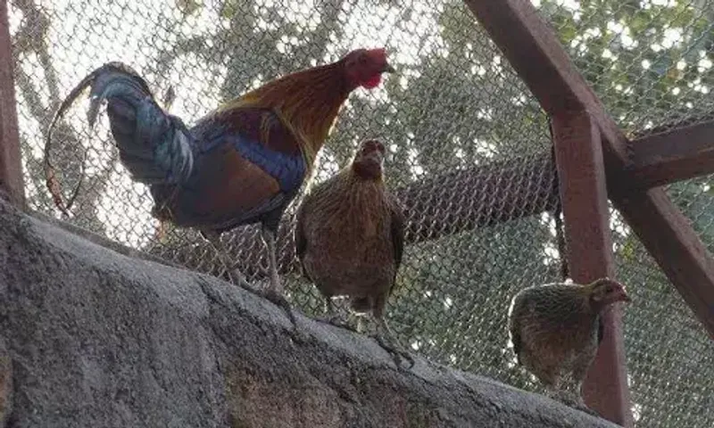 Gujarat’s jungles to get back near-extinct bird red fowl