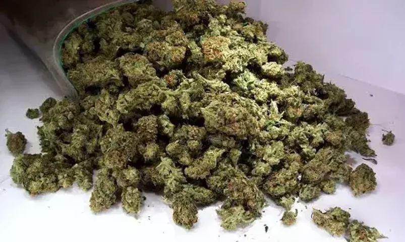 Gujarat: 35 kg ganja seized, 1 held