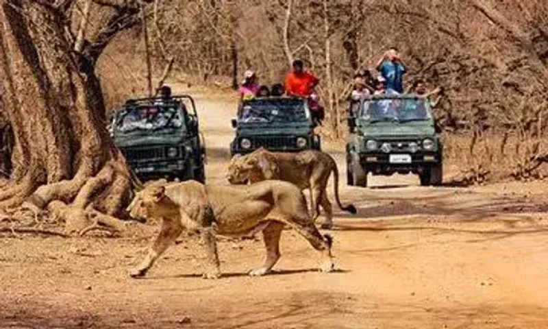 Ahmedabad embarks on wild adventure with a safari park