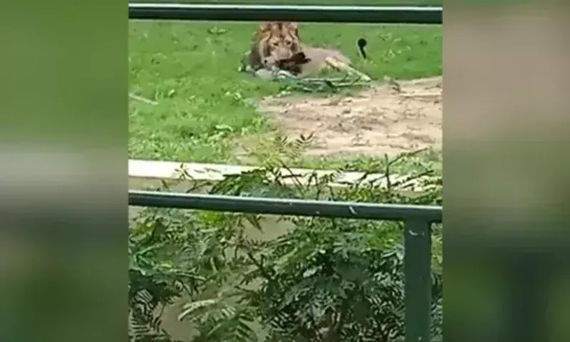 Shocking incident of Lion hunted peacock inside Vadodara's Kamatibagh zoo