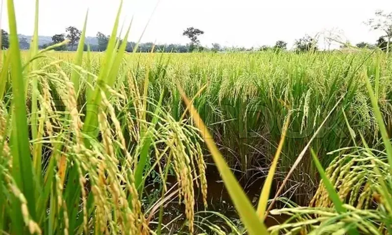 Centre approves increase in MSP for all mandated Kharif crops for marketing season 2021-22