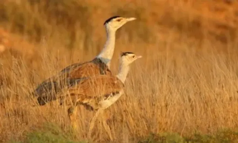 Gujarat, 2 other states likely to get GIB breeding centres