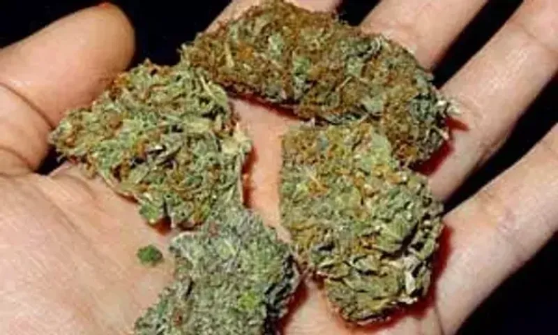 BSF caught smuggling bid along India-Bangladesh border, seizes 25 kg cannabis