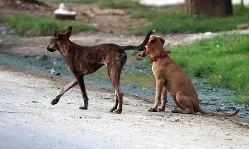 Five-year-old girl dies of rabies in Surat