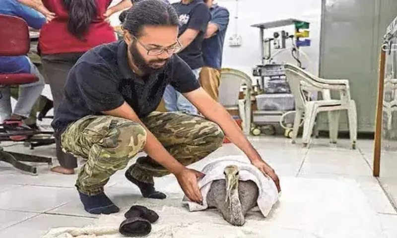 Ahmedabad: '873 avians wounded by manja brought in for treatment