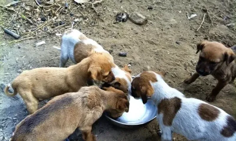 Animal Welfare Board of India issues advisory for State govts to prevent cruelty towards animals