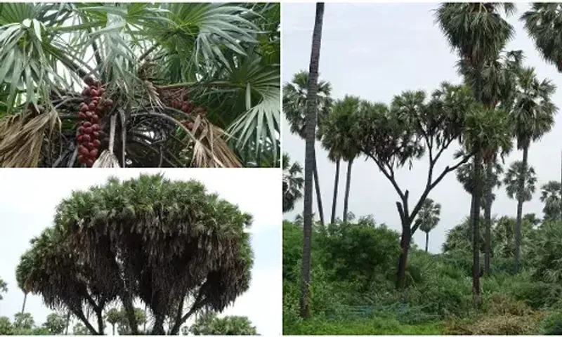 Vadodara social forestry department hopeful endeavor to increase the number of Ravantad trees