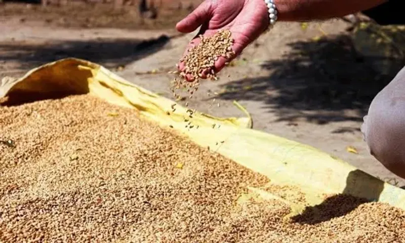 India ships 1.8 million tonnes of wheat to nations battling food crisis