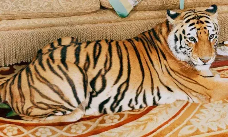 Gucci' features a tiger in its new campaign, models wear Gucci Tiger collection items and accessories