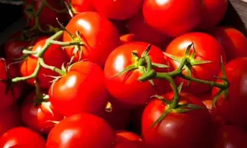 Tomato prices today: Tomatoes at Rs. 160/kg in Vizag